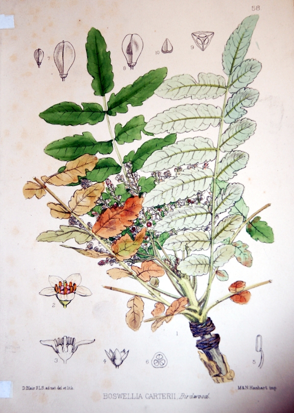 Uma das espécies que produz o olíbano ou frankincense: Boswellia Carterii
